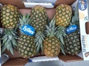 Ananas ~11 kg (kraj poch. Kostaryka)