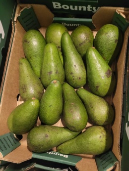 Awokado Hass świeże II klasa skrzynka 9,5 kg