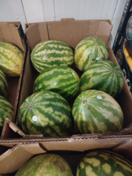 Arbuz II klasa skrzynka 16 kg