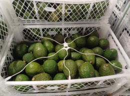 Awokado Hass świeże II klasa skrzynka 9,5 kg