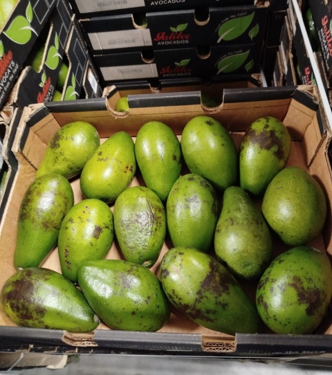 Awokado skaziaste II klasa skrzynka 4 kg