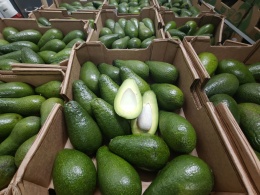 Awokado zielone świeże skrzynka 4 kg