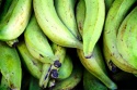 Plantan 2 klasa 1 kg