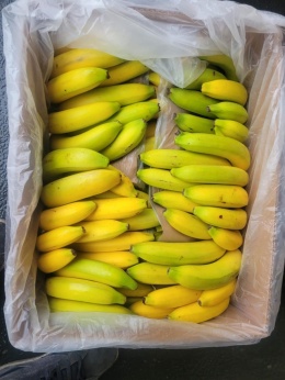 Banan karton 17 kg