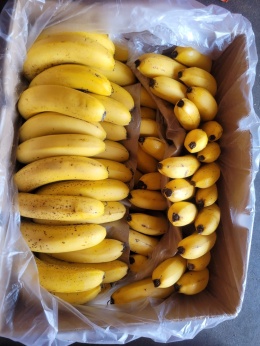 Banan żółty z kropkami 17 kg (kraj poch. Ekwador)