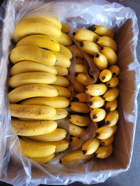 Banan żółty z kropkami 17 kg (kraj poch. Ekwador)
