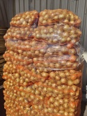Cebula młoda zwykła z gospodarstwa pod Warszawą worek 5kg (kraj poch. Polska)