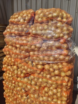 Cebula młoda zwykła z gospodarstwa pod Warszawą worek 5kg (kraj poch. Polska)
