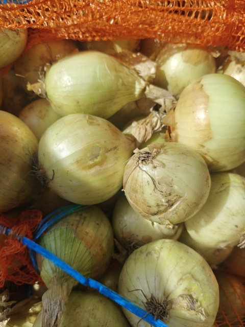 Cebula młoda zwykła z gospodarstwa pod Warszawą worek 5kg (kraj poch. Polska)