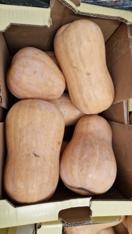 Dynia piżmowa II klasa 10 kg