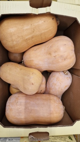 Dynia piżmowa II klasa 10 kg