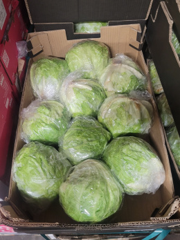 Sałata lodowa 10szt