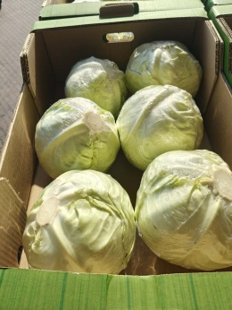 Kapusta na gołąbki z Hiszpanii ~9 kg