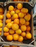 Świeże Mandarynki z Egiptu 10 kg - drobne skazy, słodkie i dojrzałe