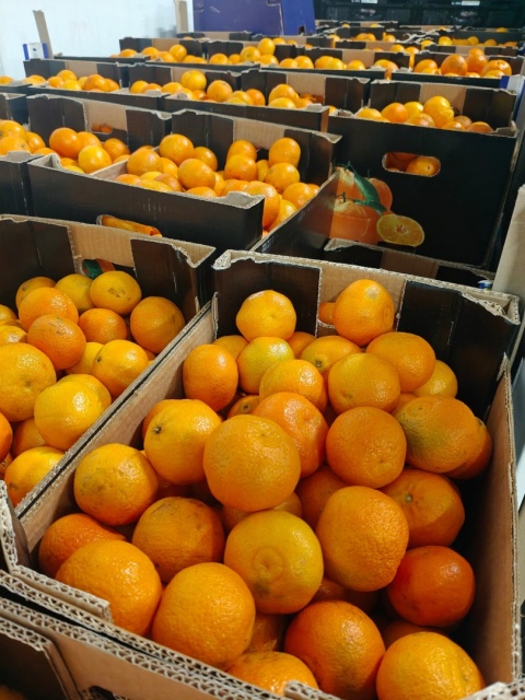 Świeże Mandarynki z Egiptu 10 kg - drobne skazy, słodkie i dojrzałe