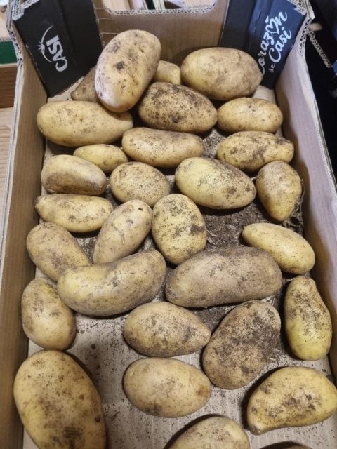 Młode ziemniaki 10 kg (kraj poch. Egipt)