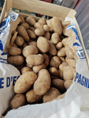 Młode ziemniaki 15 kg 1,49 zł/kg