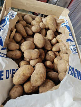 Młode ziemniaki 15 kg 1,49 zł/kg