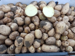 Młode ziemniaki 15 kg (kraj poch. Grecja)