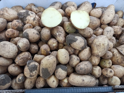 Młode ziemniaki 15 kg (kraj poch. Grecja)