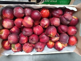 Nektarynka 10 kg 3 zł/kg (kraj poch. Hiszpania)
