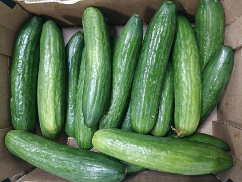 Ogórek szklarniowy 4.5 kg II kl (kraj poch. Polska)