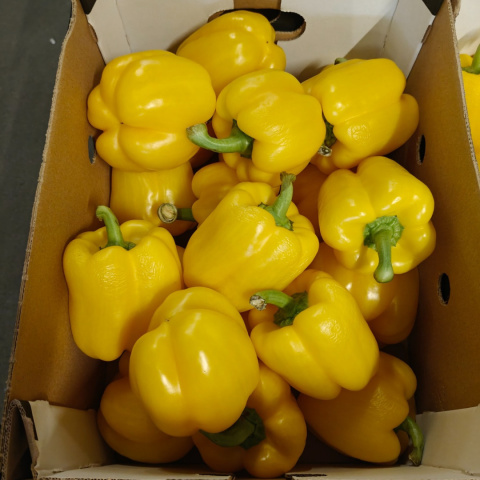 Papryka żółta II klasa skrzynka 5 kg Papryka żółta II klasa skrzynka 5 kg