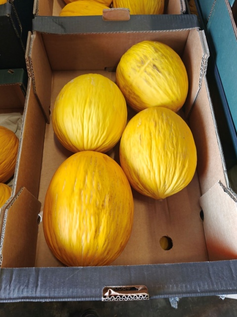 Melony II kl 11 kg (kraj poch. Portugalia)