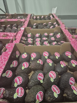 Awokado Hass I klasa skrzynka 4 kg