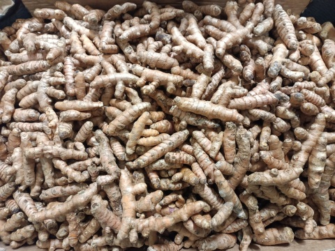 Świeża Kurkuma 2 Kg