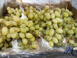 Winogrona jasne II klasa skrzynka 7 kg (Maroko)
