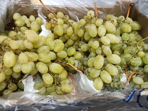 Winogrona jasne II klasa skrzynka 7 kg (Maroko)