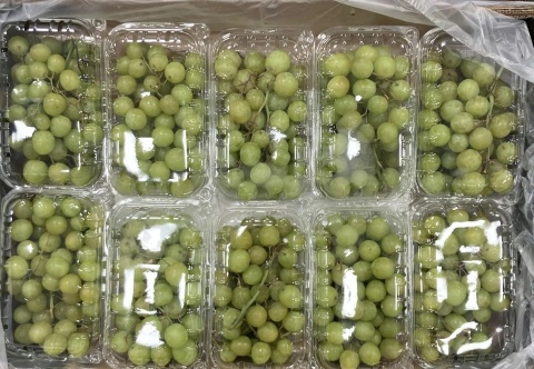 Winogrono jasne bezpestkowe w punetkach 4,5 kg