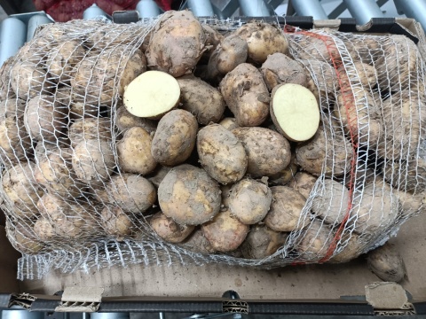 Ziemniak Młody Polski Irga z gospodarstwa pod Warszawą worek 15kg