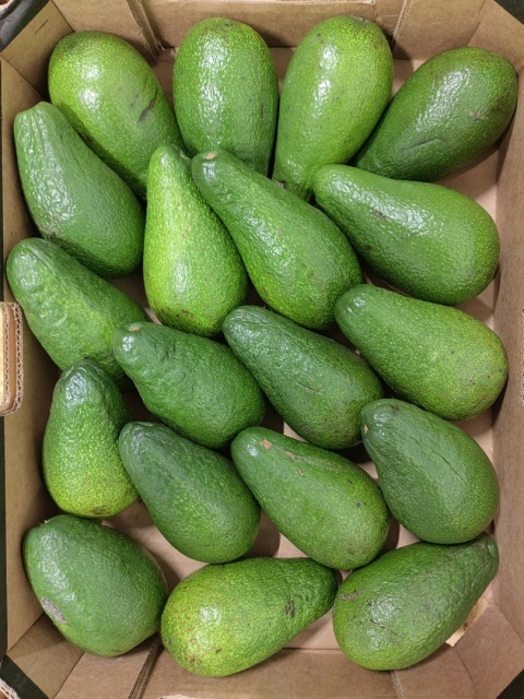 Awokado zielone I klasa 4 kg (kraj poch Chile)