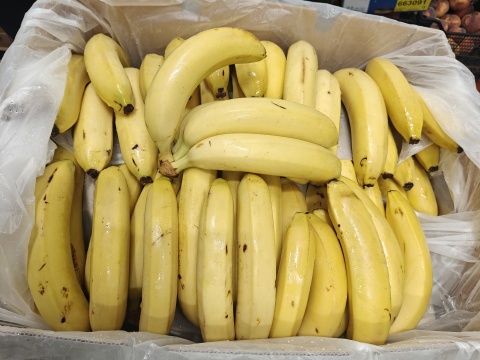 Banan karton 17 kg (kraj poch. Ekwador)