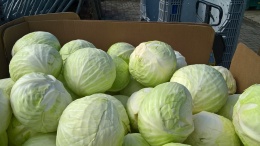 Kapusta biała 2 szt ~10 kg(kraj pochodzenia Polska)