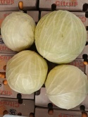 Kapusta biała 2 szt ~10 kg(kraj pochodzenia Polska)
