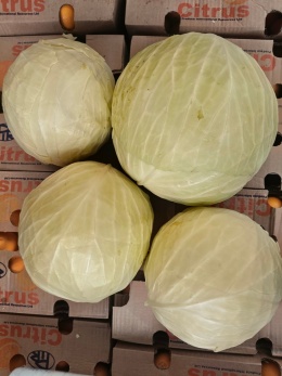Kapusta biała 2 szt ~10 kg(kraj pochodzenia Polska)